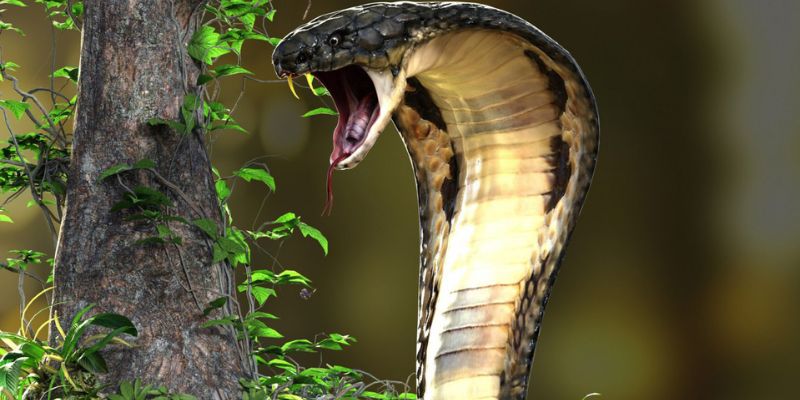 Mơ thấy rắn hổ mang đánh con gì?