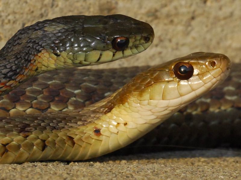 Bài viết giúp bạn tìm hiểu mơ thấy 2 con rắn đánh con gì dễ trúng