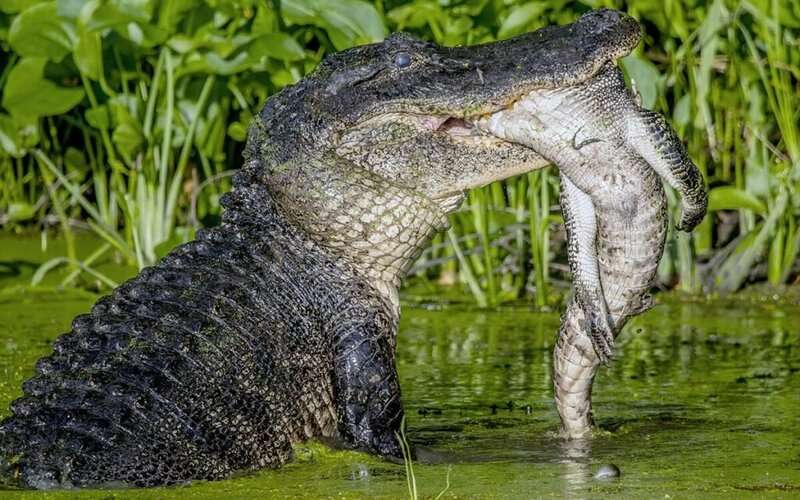 Mơ thấy cá sấu đánh con gì để tỷ lệ trúng thưởng cao? 