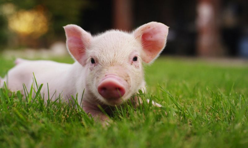 Mơ thấy lợn đánh con gì để rinh tài lộc về nhà?