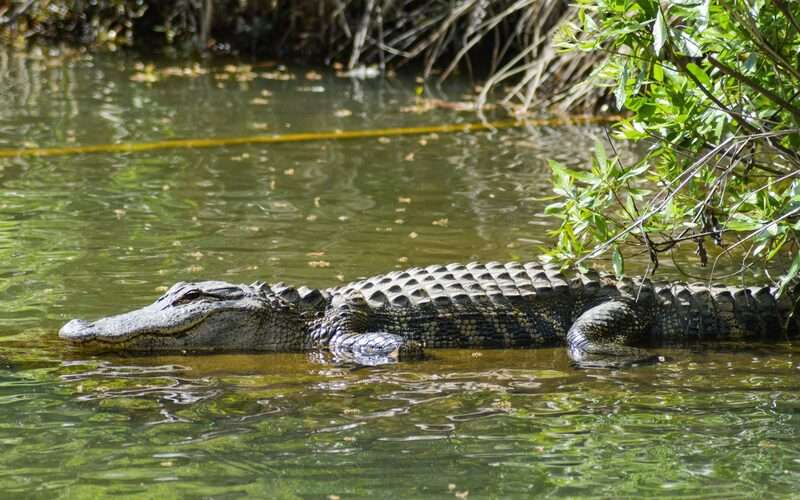 Ngủ mà chiêm bao thấy cá sấu là điềm gì? 