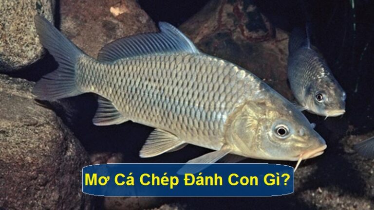 Lý Giải Câu Hỏi Mơ Cá Chép Đánh Con Gì